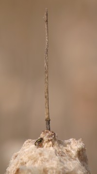 fly on cattail