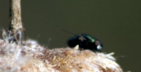 fly on cattail