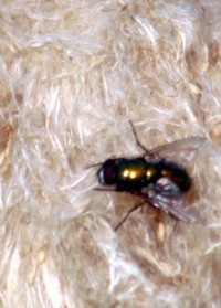 fly on cattail