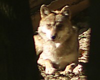 curious wolf sitting