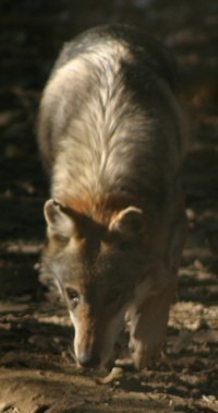 wolf early sunlight sniffing