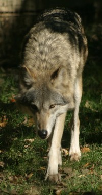 wolf trotting