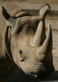 Rhinoceros photo