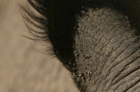 Rhinoceros ear hair