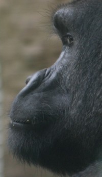 Gorilla Photo