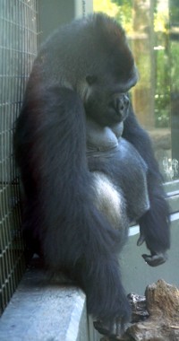 Gorilla Photo