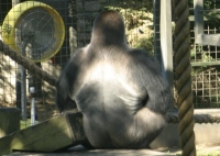 Gorilla Photo