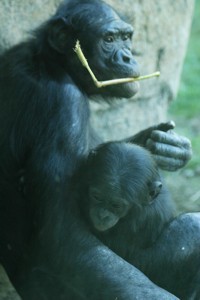 Bonobo mother and baby