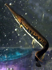 longnose gar