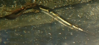 longnose gar