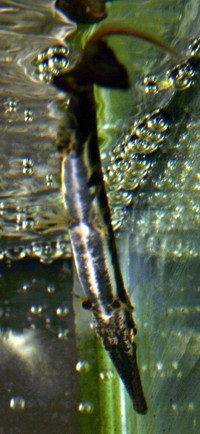 longnose gar