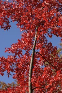 cowans gap state park tree photo