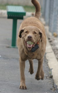 Chesapeake Bay Retriever