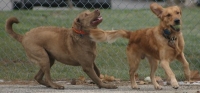 playing retrievers photo