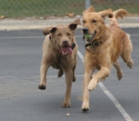 playing retrievers photo