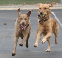 playing retrievers photo