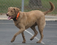 Chesapeake Bay Retriever