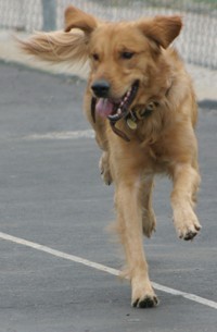 Golden Retriever Photo