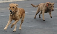 playing retrievers photo