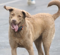 Chesapeake Bay Retriever