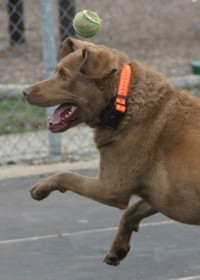 Chesapeake Bay Retriever