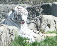 White Tiger 1