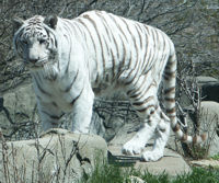 White Tiger 2