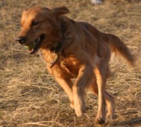 golden retriever photo