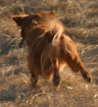 golden retriever