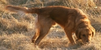 golden retriever sniffing