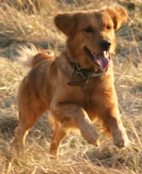 happy golden retriever