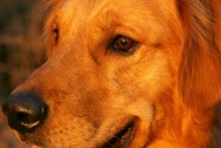 golden retriever close-up