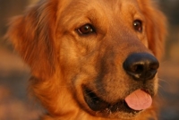 golden retriever close-up