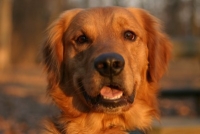 golden retriever close-up