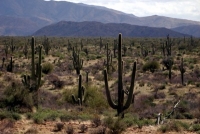 arizona desert