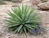 palmer century plant