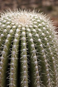 saguaro cactus