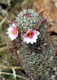 blooming cactus