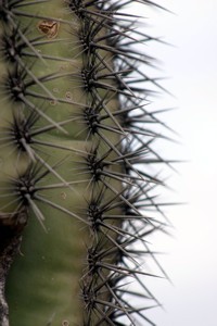 Saguaro Cactus Thorns