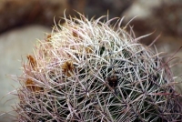 Barrel Cactus