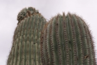 Saguaro Cactus