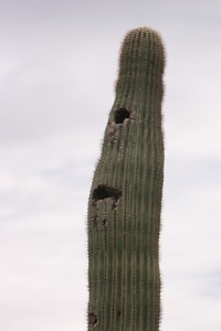 Saguaro Cactus