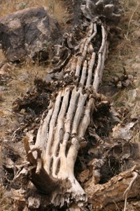 Dead Saguaro Cactus