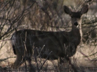 mule deer