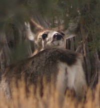 mule deer