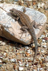 lizard photo