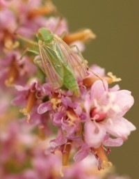 insect photo