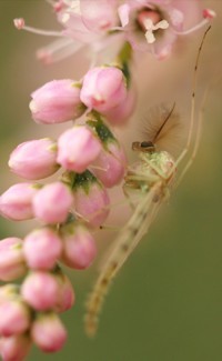 mosquito photo