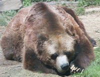 Grizzly Bear 1