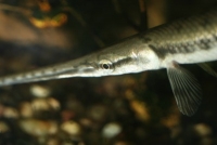 Longnose Gar Photo